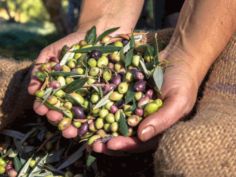 Vendita olive dell'azienda Aureus