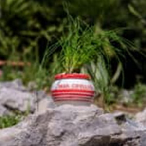 Piantina di erba cipollina con vaso in ceramica
